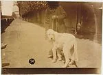 [Man with Dog on Leash: Man's Face Scratched Out in Negative]