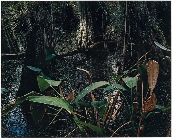 Cypress Swamp, Florida — Eliot Porter