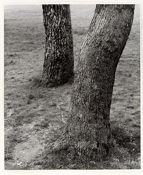 Vineyard Trees — Aaron Siskind