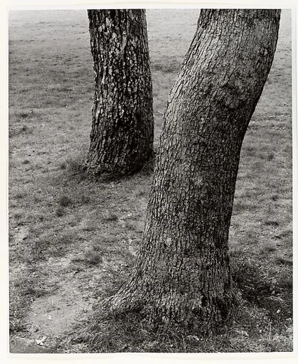 Vineyard Trees