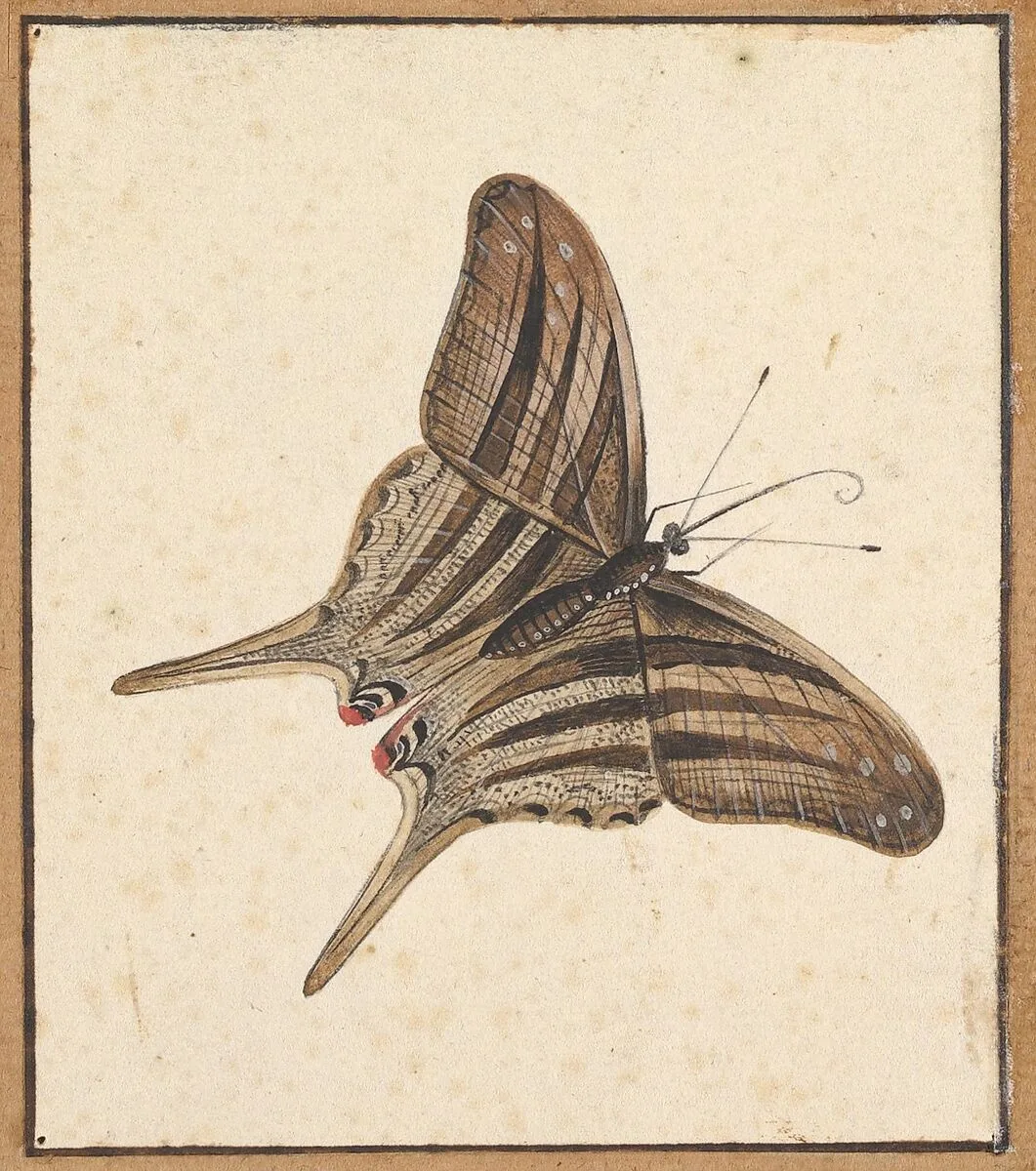 A Butterfly — Nicolaas Struyk