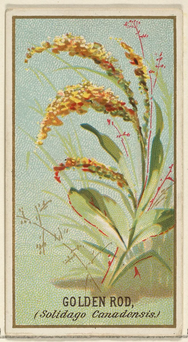Golden Rod (Solidago Canadensis), from the Flowers series for Old Judge Cigarettes — Goodwin & Company|George S. Harris & Sons