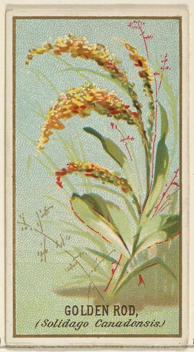 Golden Rod (Solidago Canadensis), from the Flowers series for Old Judge Cigarettes