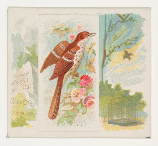 Brown Thrasher, from the Song Birds of the World series (N42) for Allen & Ginter Cigarettes