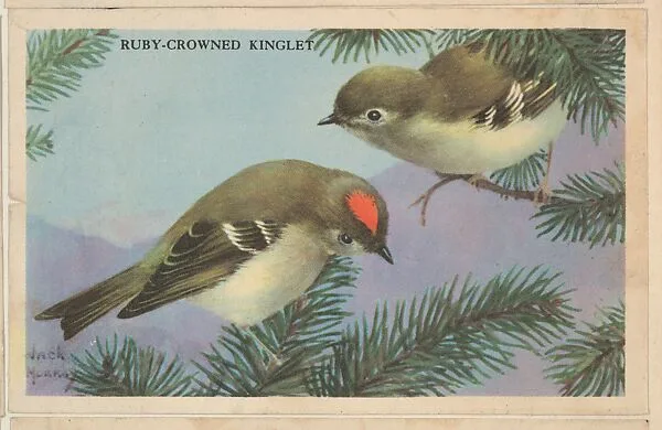 Ruby-Crowned Kinglet, bakery card from the California Bird Pictures series (D39-2), issued by the Gordon Bread Company — Gordon Bread Company