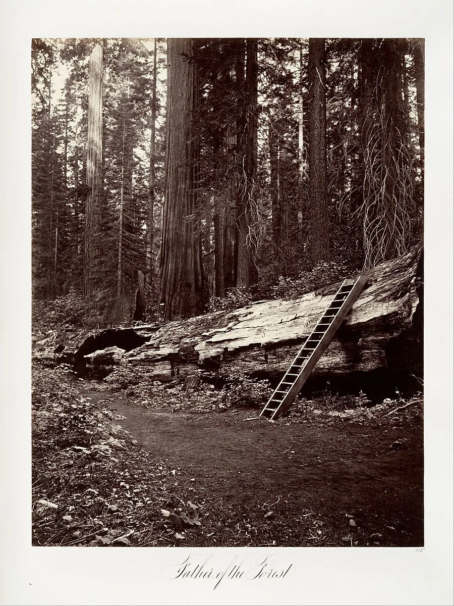 Father of the Forest — Carleton E. Watkins