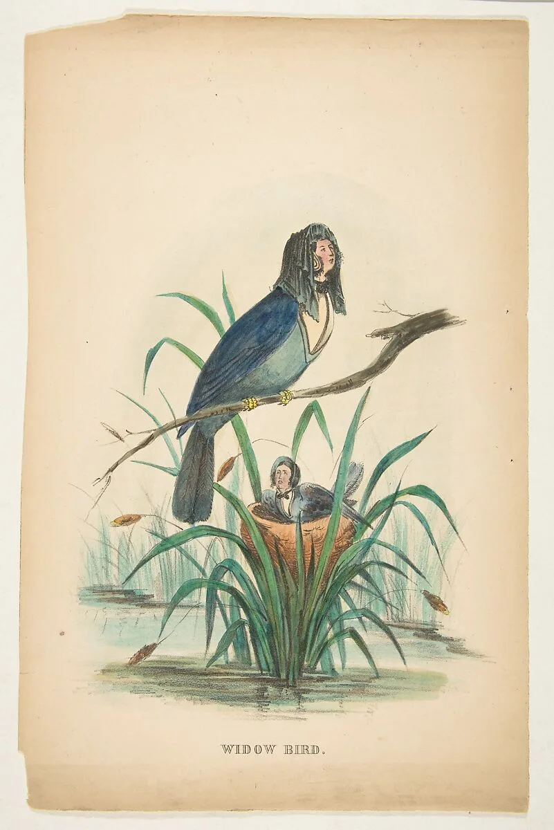 Widow Bird, from The Comic Natural History of the Human Race — Samuel Robinson|Henry Louis Stephens|Rosenthal