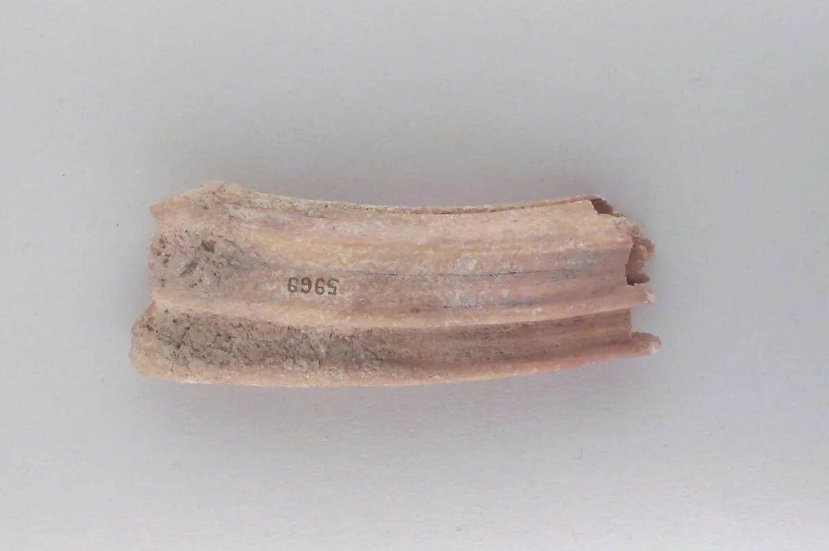 Tooth of an ox — Unknown
