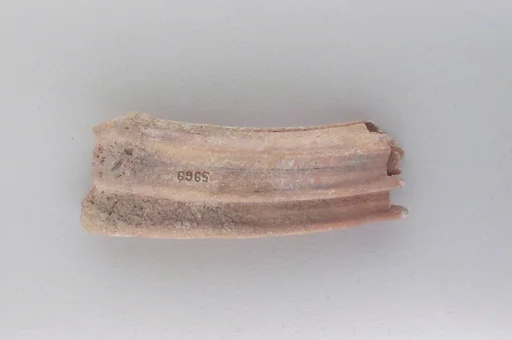 Tooth of an ox