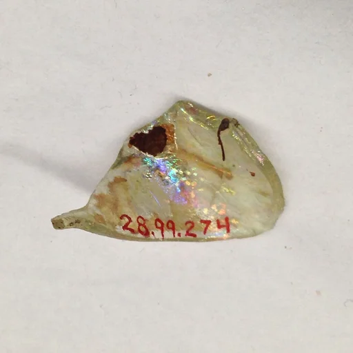Fragment