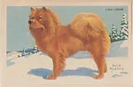 Cho Chow from Our Friend – the Dog Educational Pictures (W608-4) — Unknown