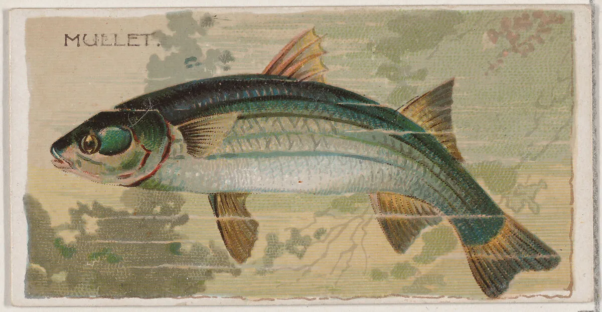 Mullet, from the series Fishers and Fish (N74) for Duke brand cigarettes — W. Duke, Sons & Co.|Knapp & Company