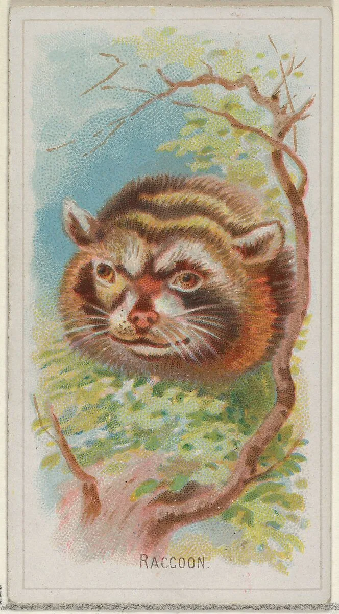 Raccoon, from the Wild Animals of the World series (N25) for Allen & Ginter Cigarettes — Allen & Ginter|George S. Harris & Sons