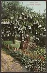 Datura Tree, or Angels' Trumpet. — Unknown