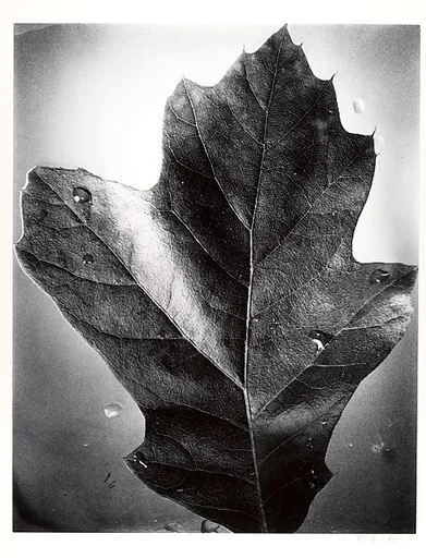 [Leaf]