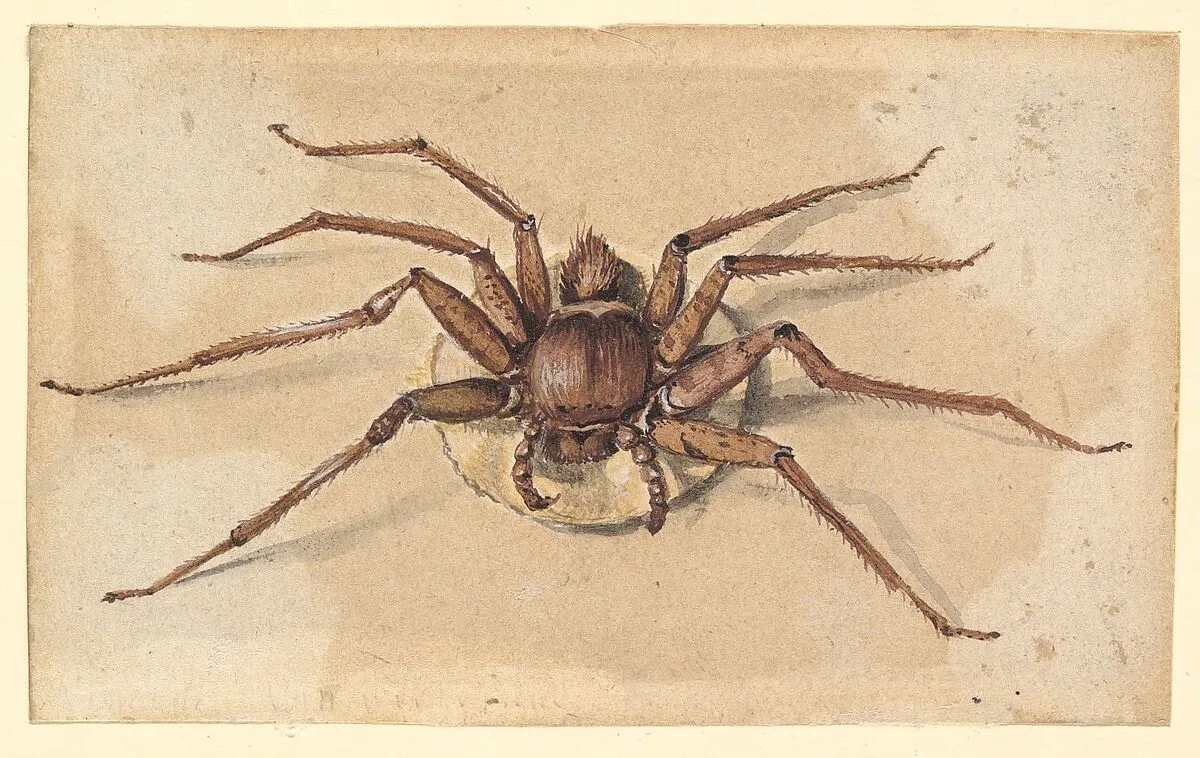 A Spider — Jan Vincentsz van der Vinne|Vincent Laurensz van der Vinne