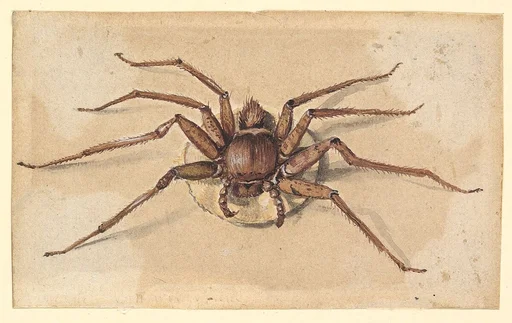 A Spider