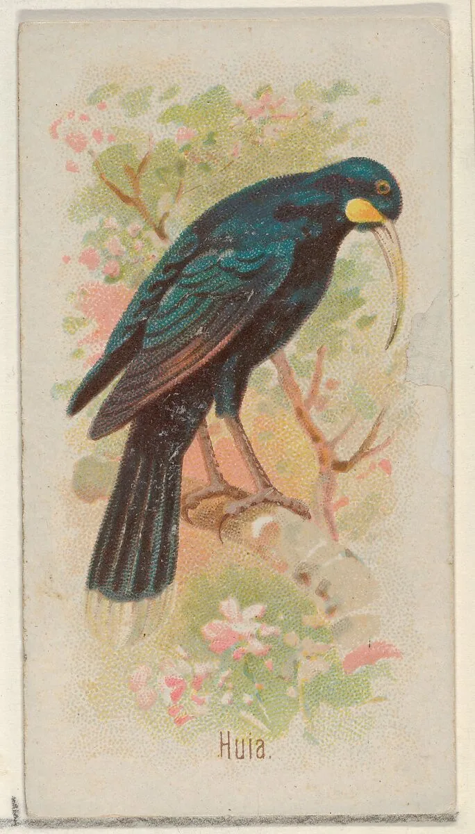 Huia, from the Song Birds of the World series (N23) for Allen & Ginter Cigarettes — George S. Harris & Sons|Allen & Ginter