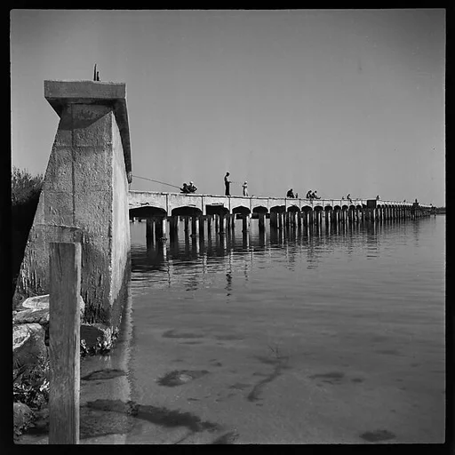 [Fishermen on Bridge, Near Sarasota, Florida]