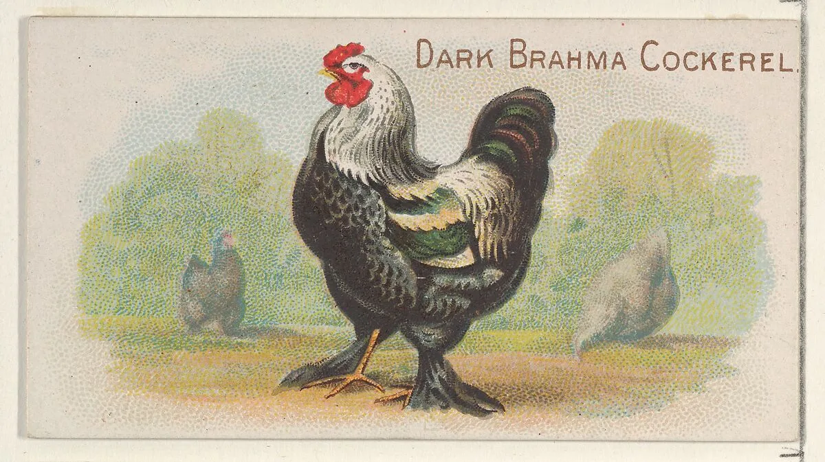 Dark Brahma Cockerel, from the Prize and Game Chickens series (N20) for Allen & Ginter Cigarettes — Allen & Ginter|The Gast Lithograph & Engraving Company