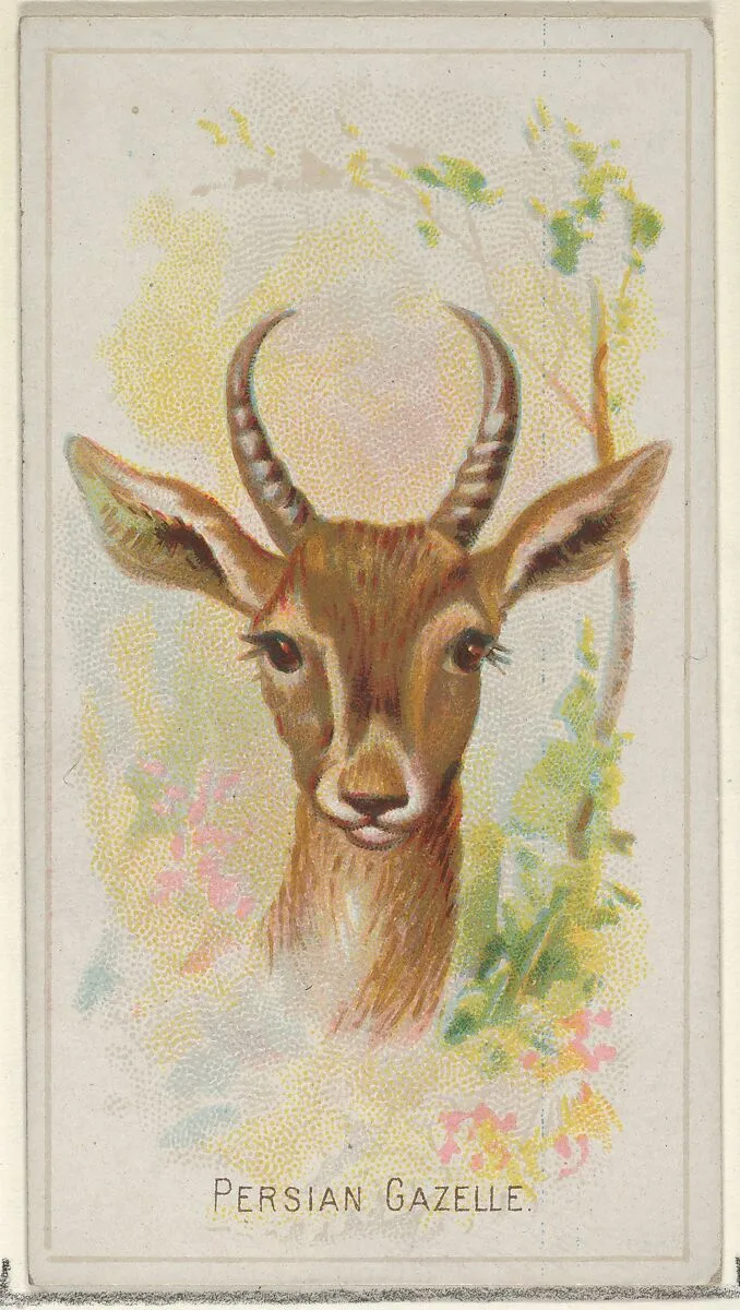 Persian Gazelle, from the Wild Animals of the World series (N25) for Allen & Ginter Cigarettes — Allen & Ginter|George S. Harris & Sons