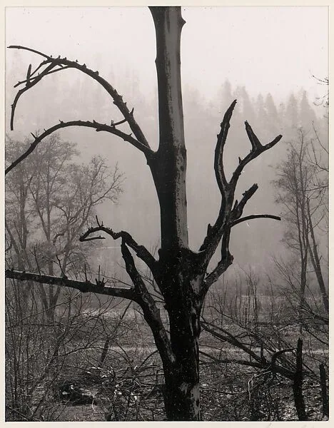 Burned Tree, Western Oregon — Ansel Easton Adams