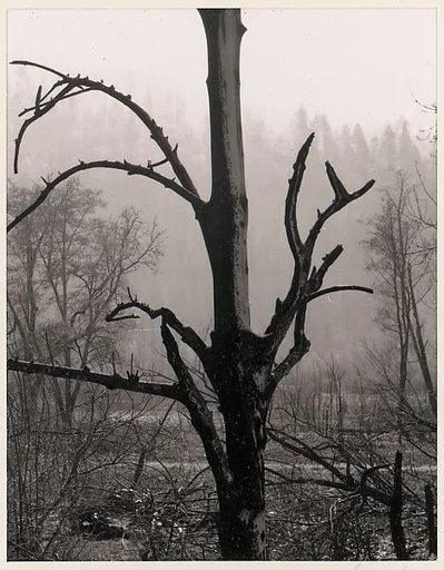Burned Tree, Western Oregon