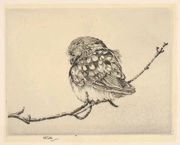 Sleeping Saw-Whet No. 1 — Henry Emerson Tuttle