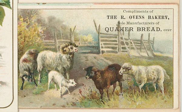 Sheep, bakery card from the Picture Cards series (D63), issued by The R. Ovens Bakery — The R. Ovens Bakery