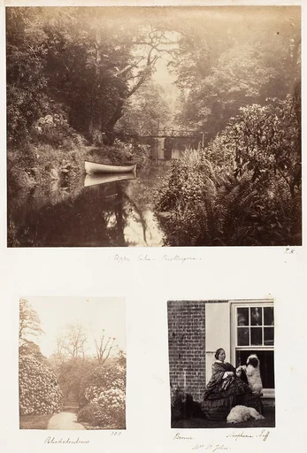 Upper Lake, Penllengare; Rhododendrons; Brome, Morphine Tuff
