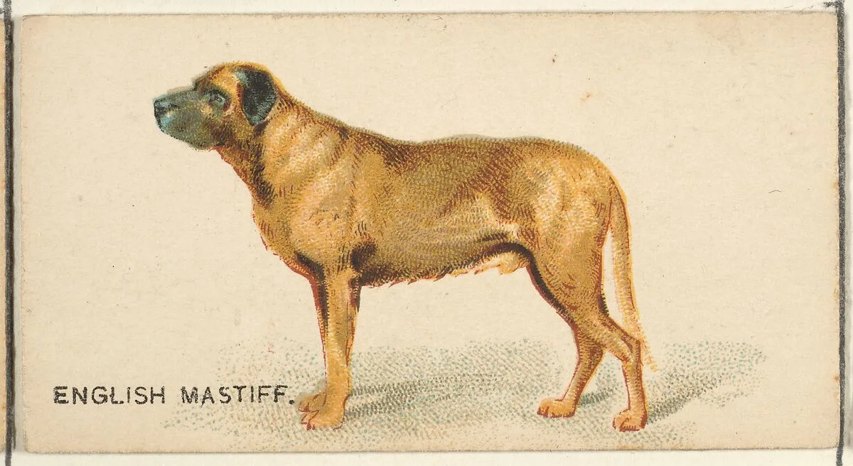 English Mastiff, from the Dogs of the World series for Old Judge Cigarettes — Goodwin & Company
