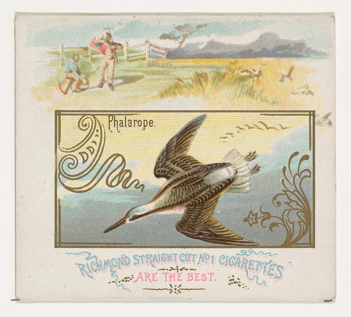 Phalarope, from the Game Birds series (N40) for Allen & Ginter Cigarettes — Allen & Ginter