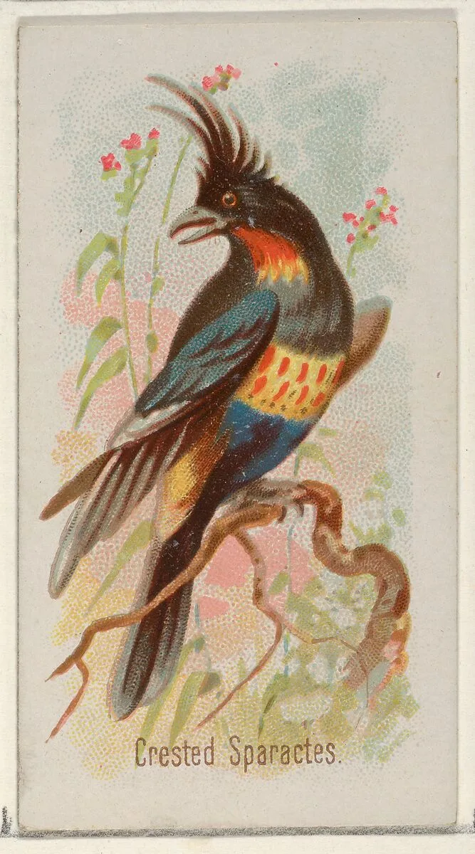 Crested Sparactes, from the Song Birds of the World series (N23) for Allen & Ginter Cigarettes — George S. Harris & Sons|Allen & Ginter