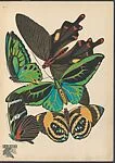 Papillons: vingt planches en phototypie coloriées au patron donnant 81 papillons et 16 compositions décoratives — Emile-Allain Séguy|Tolmer Editeur