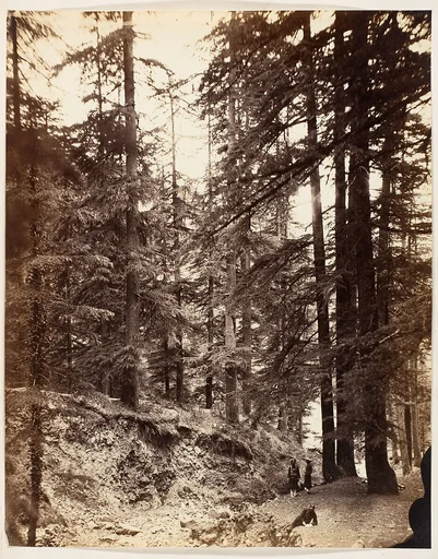[Deodars at Annandale, Simla]