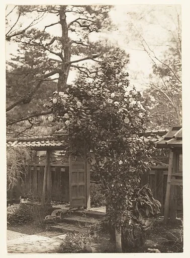 [Tsubaki Tree, Garden, Japan]