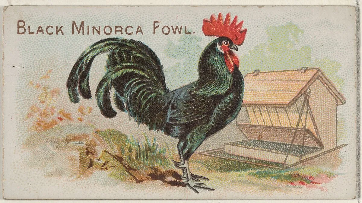 Black Minorca Fowl, from the Prize and Game Chickens series (N20) for Allen & Ginter Cigarettes — Allen & Ginter|The Gast Lithograph & Engraving Company