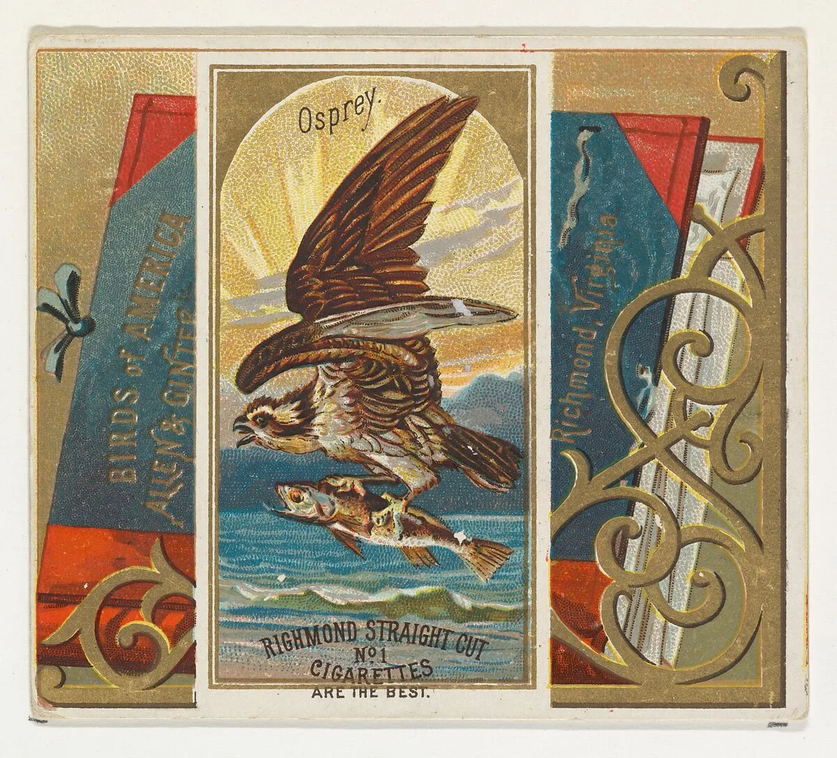 Osprey, from the Birds of America series (N37) for Allen & Ginter Cigarettes — Allen & Ginter