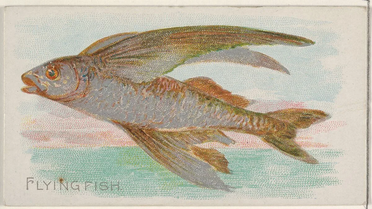 Flying Fish, from the Fish from American Waters series (N8) for Allen & Ginter Cigarettes Brands — Allen & Ginter|Lindner, Eddy & Claus
