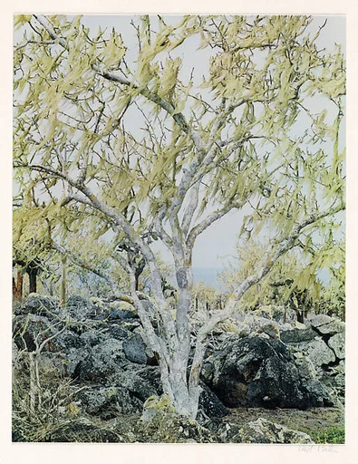 Usnea Lichen on Palo Santo, Barrington Island, Galapagos Islands