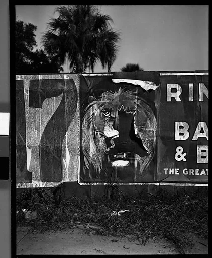 [Torn Ringling Brothers Circus Poster, Florida]