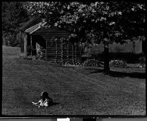 [Dog in Front of Wooden Buildings on Grounds of Estate of Suzette Morton Hamill, Lake Forest, Illinois]