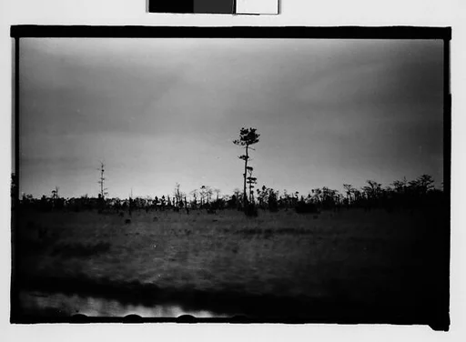 [Trees in Field, From Moving Car, Between Mobile and New Orleans]