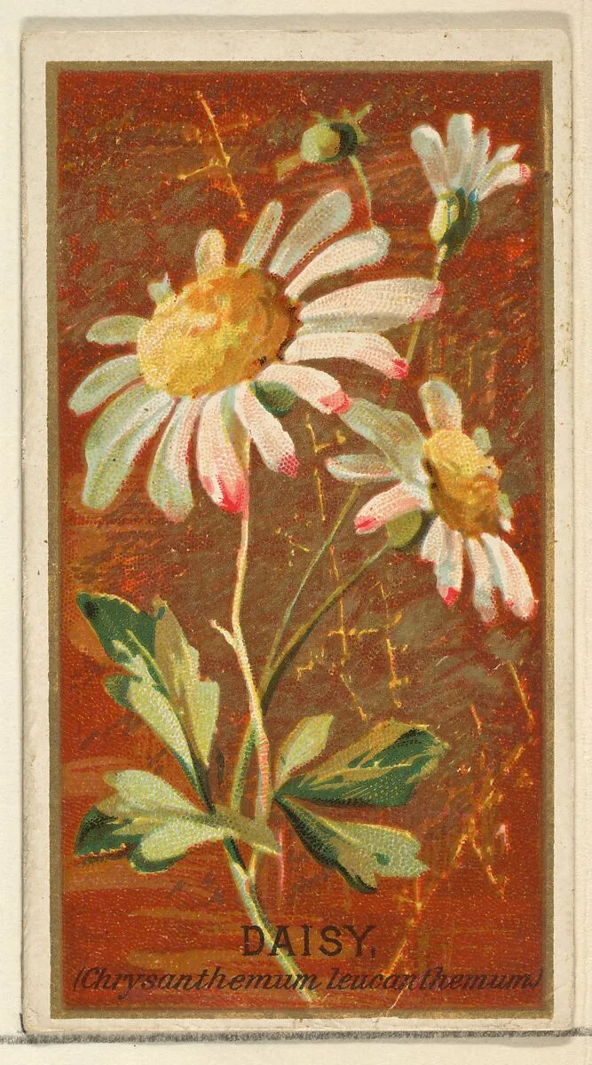 Daisy (Chrysanthemum leucanthemum), from the Flowers series for Old Judge Cigarettes — Goodwin & Company|George S. Harris & Sons