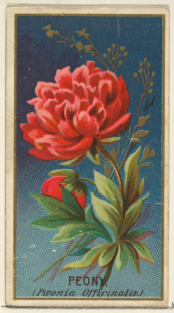 Peony (Paeonia Officinatis), from the Flowers series for Old Judge Cigarettes — Goodwin & Company|George S. Harris & Sons