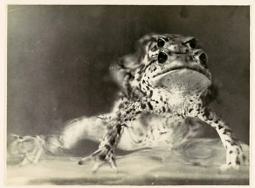 [Frogs Copulating]