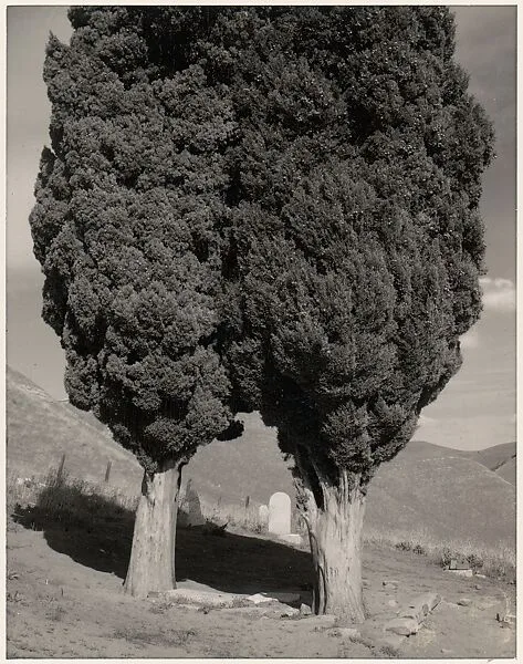 Poplars, Cemetery near Mount Diablo, California — Ansel Easton Adams