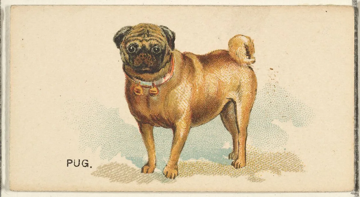Pug, from the Dogs of the World series for Old Judge Cigarettes — Goodwin & Company