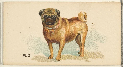 Pug, from the Dogs of the World series for Old Judge Cigarettes