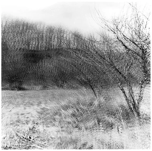 [Blurred View of Bare Trees in Field]